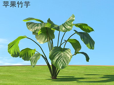 Lush Apple Calathea Shrub With Large Green Leaves In Sunlight And Blue Sky 3d model