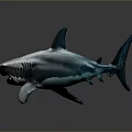 Great White Shark As Majestic Aquatic Animal With Sharp Teeth And Powerful Fins