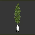 Bamboo Plant With Panda Interacting In Scene 3d model