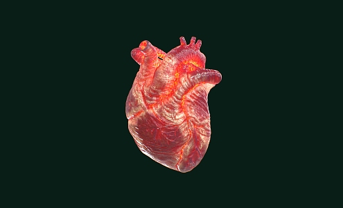 human heart human heart 3d model