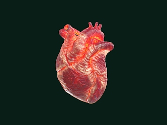 human heart human heart 3d model