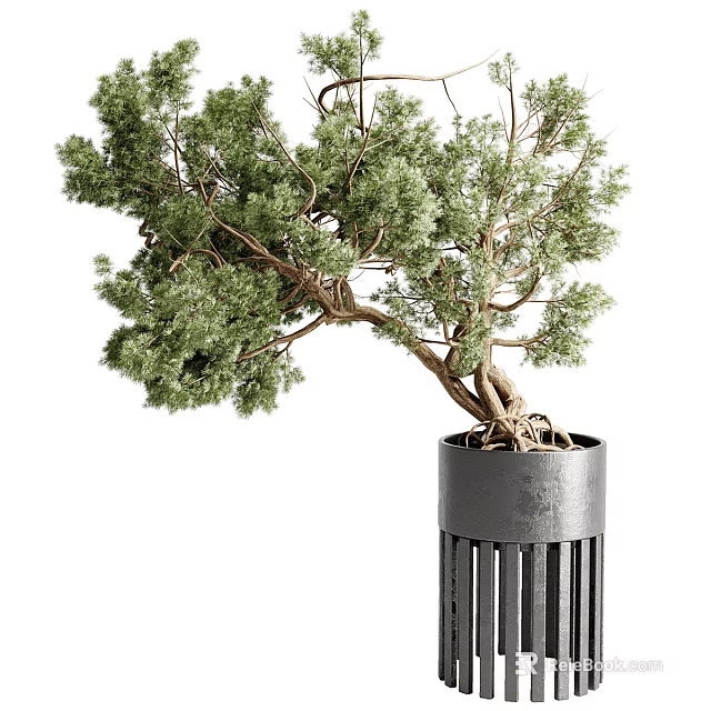 Artistic Bonsai Tree with Curved Trunk and Lush Green Foliage in Modern Black Pot 3d model 