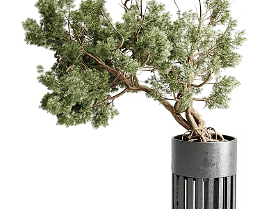 Artistic Bonsai Tree with Curved Trunk and Lush Green Foliage in Modern Black Pot 3d model