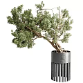 Artistic Bonsai Tree with Curved Trunk and Lush Green Foliage in Modern Black Pot