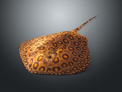 Manta Ray Batfish Aoate Fish Cartoon Aoate Fish Animation Aoate Fish Aoate Fish Expression Package Animation Character 3d model