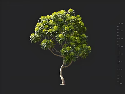 Tall Arbor with Curved Trunk and Lush Green Foliage in Height Measurement 3d model