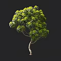 Tall Arbor with Curved Trunk and Lush Green Foliage in Height Measurement