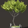 Lush Green Needle Tree With Curved Trunk And Dense Foliage 3d model
