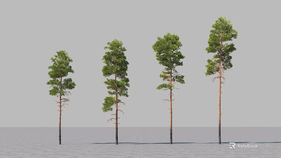 Green Pine Trees with Brown Trunks Standing in a Row on Gray Grid Floor 3d model