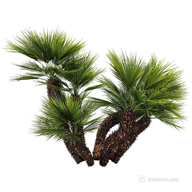 Natural Clustered Palm Trees With Lush Green Fronds And Brown Trunks 3d model 