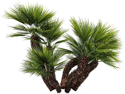 Natural Clustered Palm Trees With Lush Green Fronds And Brown Trunks 3d model