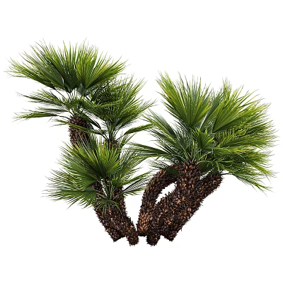 Natural Clustered Palm Trees With Lush Green Fronds And Brown Trunks 3d model