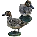Two Duck Specimens Standing And Head Close Up With Clear Feather Details On White Background