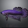 Vibrant Purple And Black Betta Fish With Gorgeous Fins And Scales