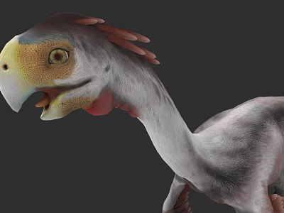 Realistic Reptile 3D Model With Colorful Head Long Neck And Feathered Features 3d model