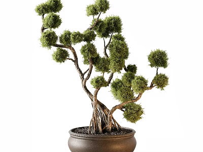 Bonsai Plant With Curved Trunk Exposed Roots And Round Lush Foliage In Dark Ceramic Pot 3d model