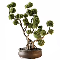 Bonsai Plant With Curved Trunk Exposed Roots And Round Lush Foliage In Dark Ceramic Pot