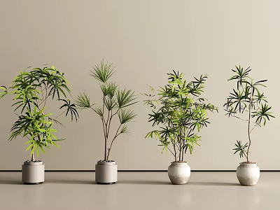 Minimalist Indoor Bonsai Potted Plants With Ceramic Pots And Green Foliage 3d model