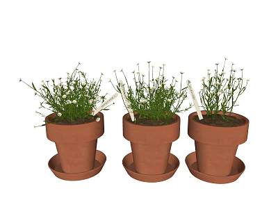 potted plant 3d model