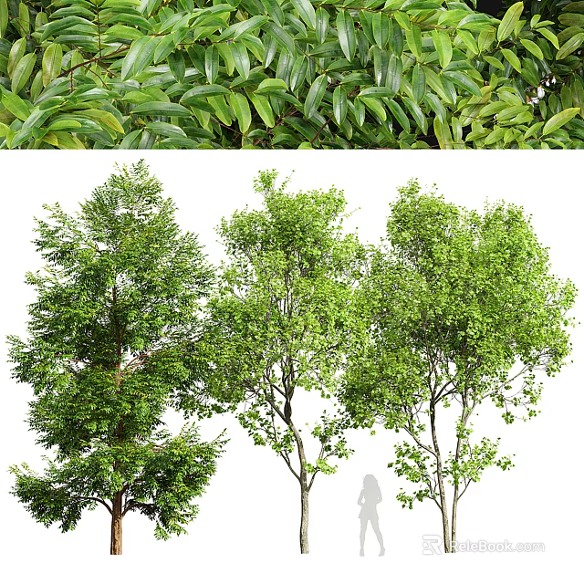 Lush Green Arbor Trees With Dense Foliage And Sturdy Trunks In Outdoor Landscape 3d model 