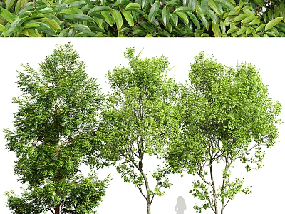 Lush Green Arbor Trees With Dense Foliage And Sturdy Trunks In Outdoor Landscape 3d model