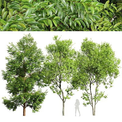 Lush Green Arbor Trees With Dense Foliage And Sturdy Trunks In Outdoor Landscape 3d model