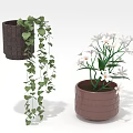 Decorative Indoor Plants With Heart Shaped Leaves And White Flowers In Brown Woven Pots