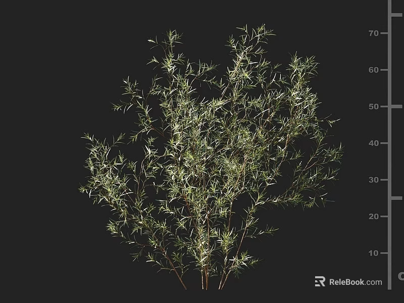 Green Shrub With Slender Branches And Lush Green Foliage 3d model