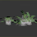 Fresh Green Herbaceous Plants Featuring Lush Spreading Leaves On Dark Background
