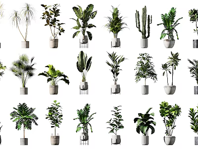 Various Indoor Potted Green Plants With Different Species And Decorative Planters 3d model