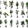 Various Indoor Potted Green Plants With Different Species And Decorative Planters