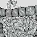 Detailed Game Movie Character Featuring Realistic 3D Intestinal Anatomical Structure Model