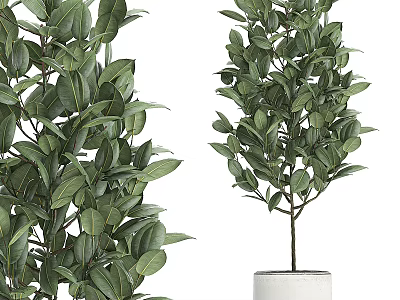 Decorative Plant Arrangement With Lush Green Foliage In White Ceramic Pot 3d model