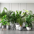 Various Green Potted Plants in Different Stylish Pots for Bright Indoor Space with Window