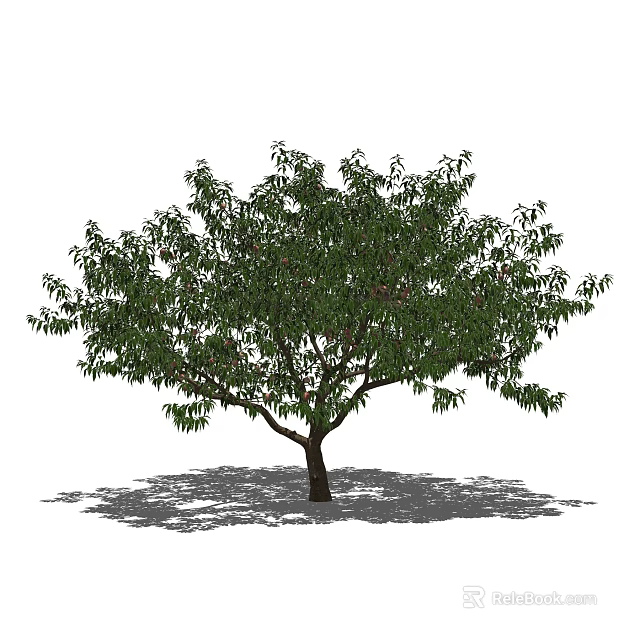 Healthy Arbor With Dense Green Leaves Strong Trunk And Ground Shadow 3d model 