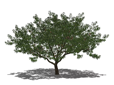 Healthy Arbor With Dense Green Leaves Strong Trunk And Ground Shadow 3d model