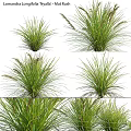Garden Ornaments Showcasing Different Ornamental Grasses With Green Foliage For Garden Decoration