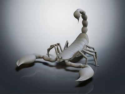 Light Gray Scorpion 3D Model with Curved Tail and Large Pincers on Smooth Surface 3d model
