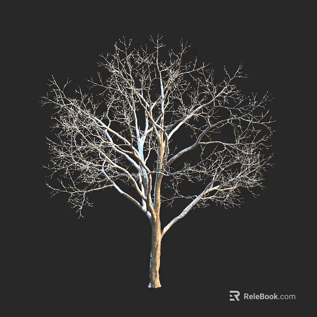 Tall Leafless Tree With Thick Trunk Against Black Background And Detailed Branch Structure 3d model 