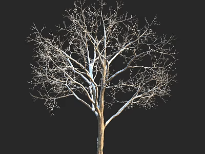 Tall Leafless Tree With Thick Trunk Against Black Background And Detailed Branch Structure 3d model