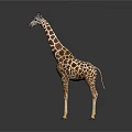 Realistic Giraffe Standing With Long Neck And Spotted Brown White Fur Pattern 3d model