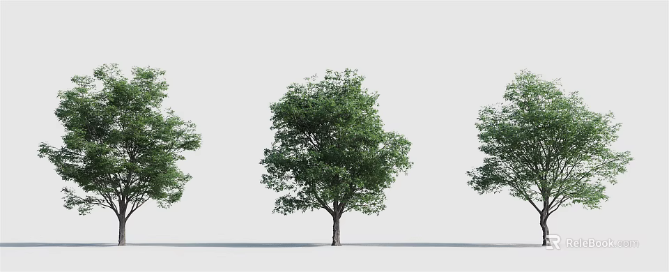 Three Green Leafy Arbor Trees With Strong Trunks On White Background 3d model
