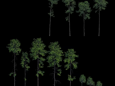 Collection of Various Size Arbor Trees With Green Foliage Isolated on Black Background 3d model