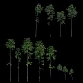 Collection of Various Size Arbor Trees With Green Foliage Isolated on Black Background