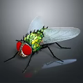 Close up View of Fly with Red Eyes Green Body and Transparent Wings