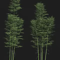 Tall Bamboo Stalks with Lush Green Leaves in Natural Forest Setting