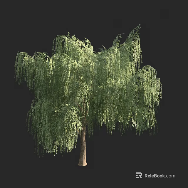 Graceful Weeping Willow Tree With Long Drooping Branches And Lush Green Foliage 3d model 