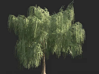Graceful Weeping Willow Tree With Long Drooping Branches And Lush Green Foliage 3d model