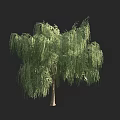 Graceful Weeping Willow Tree With Long Drooping Branches And Lush Green Foliage