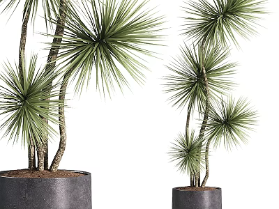 Garden Ornaments Featuring Tall And Short Green Slender Leafy Plants In Black Pots 3d model